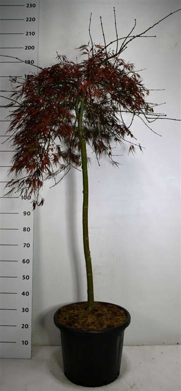 Acer pal. 'Tamukeyama' - 90 CM Stem Cont.